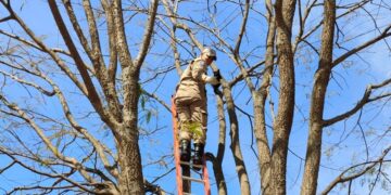Bombeiros militares resgatam filhote de gato que ficou preso em topo de árvore