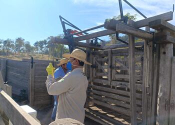 Vacinação obrigatória contra brucelose termina no dia 31 de julho