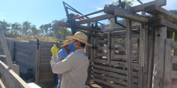 Vacinação obrigatória contra brucelose termina no dia 31 de julho