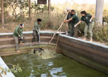 Sema resgata oito jacarés de piscinas em uma pousada desativada na Transpantaneira