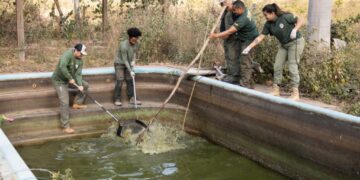 Sema resgata oito jacarés de piscinas em uma pousada desativada na Transpantaneira