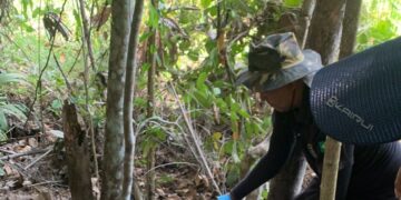 Mulher envolvida em homicídio e ocultação de cadáver em Juína é presa pela Polícia Civil