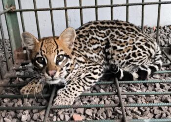 Sema solta jaguatirica resgatada em área urbana de Sapezal