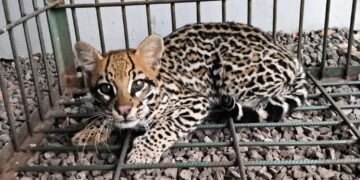 Sema solta jaguatirica resgatada em área urbana de Sapezal