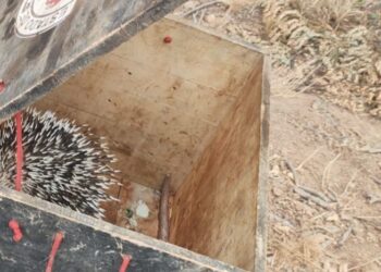 Bombeiros resgatam porco-espinho que estava em árvore