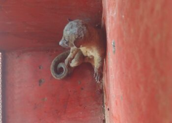 Bombeiros resgatam Jupará que estava em árvore em bairro residencial