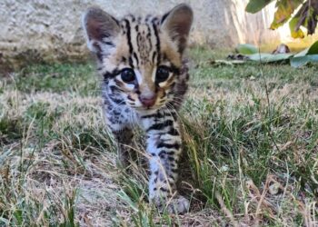 Filhote de jaguatirica resgatado pela Sema é destinado para zoológico de Curitiba