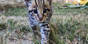 Filhote de jaguatirica resgatado pela Sema é destinado para zoológico de Curitiba