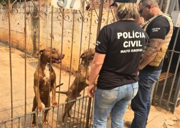 Polícia Civil prende tutora de cães pitbull encontrados em situação de maus-tratos
