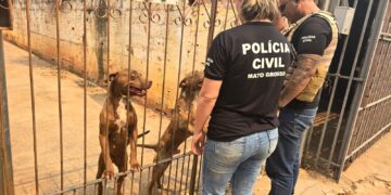 Polícia Civil prende tutora de cães pitbull encontrados em situação de maus-tratos
