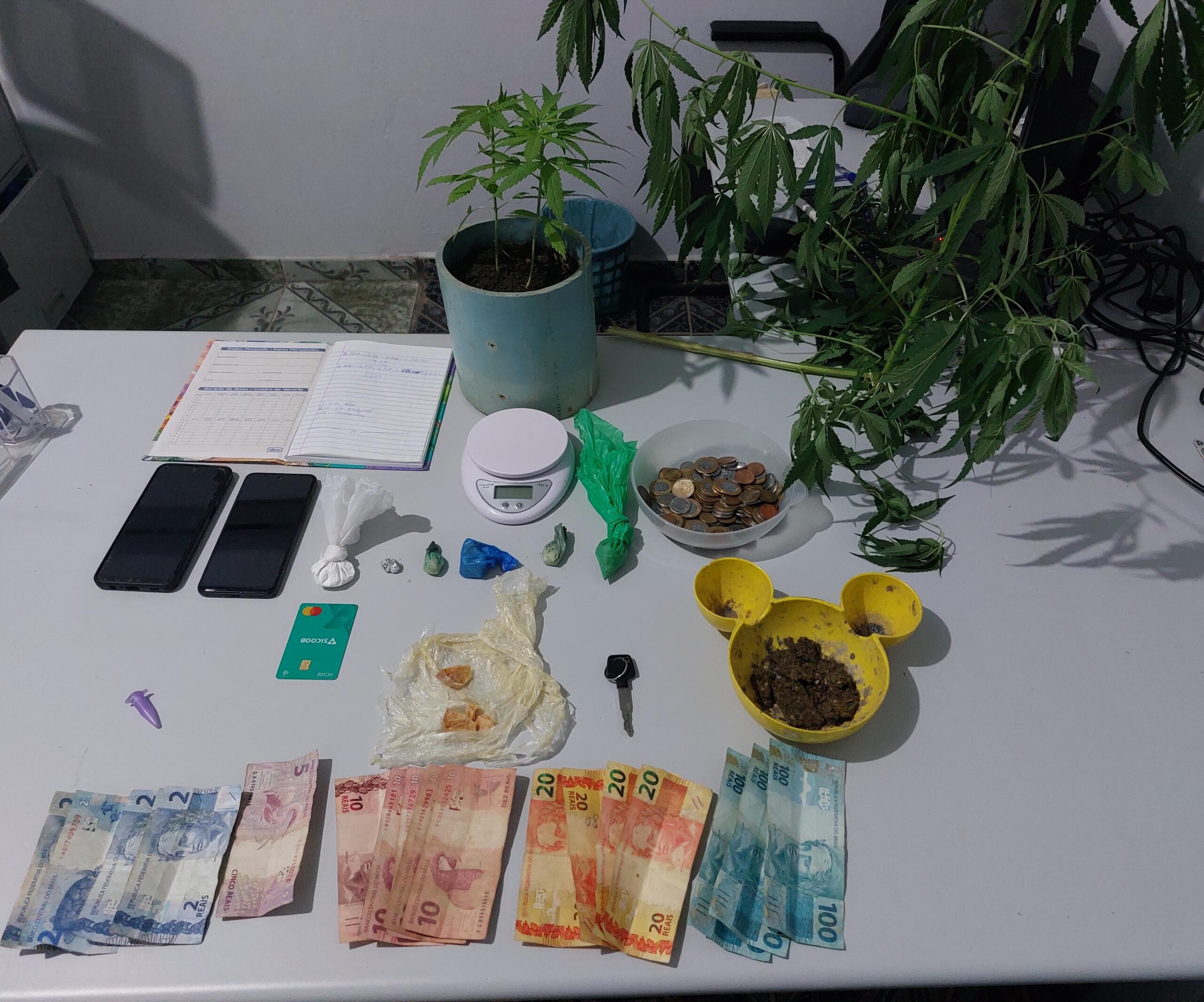 Casal é preso pela PM por tráfico de drogas e cultivo ilícito de maconha em Cotriguaçu