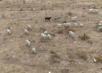 Polícia Civil investiga maus-tratos contra bovinos em propriedades rurais em Jauru