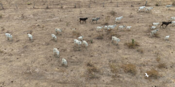 Polícia Civil investiga maus-tratos contra bovinos em propriedades rurais em Jauru