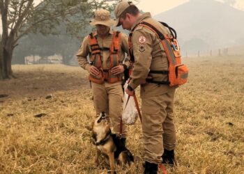 Corpo de Bombeiros utiliza cães farejadores e intensifica busca por jovem desaparecido