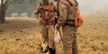 Corpo de Bombeiros utiliza cães farejadores e intensifica busca por jovem desaparecido