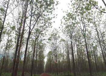 Produtor com floresta plantada para fim comercial precisa se cadastrar no Indea