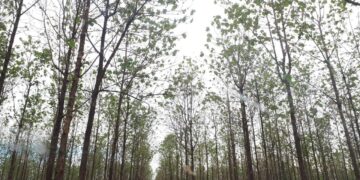 Produtor com floresta plantada para fim comercial precisa se cadastrar no Indea