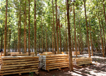 Conselho aprova inclusão da teca como produto de madeira para incentivos fiscais em MT