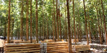 Conselho aprova inclusão da teca como produto de madeira para incentivos fiscais em MT