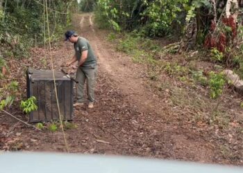 Onça-pintada que caiu em poço desativado é solta depois de passar por tratamento