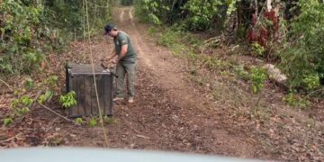 Onça-pintada que caiu em poço desativado é solta depois de passar por tratamento