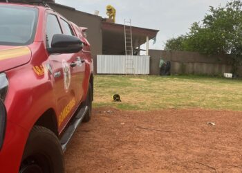 Bombeiros removem enxame de abelhas de forro de residência