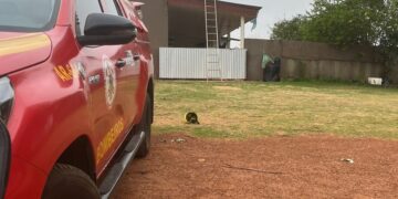 Bombeiros removem enxame de abelhas de forro de residência