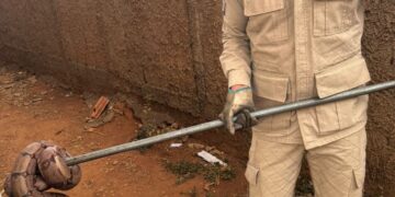 Bombeiros capturam jiboia de 1 metro em pátio de empresa de sementes