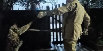 Corpo de Bombeiros resgata porco-espinho que estava em árvore em frente a residência