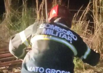 Corpo de Bombeiros resgata onça parda que foi atropelada em rodovia