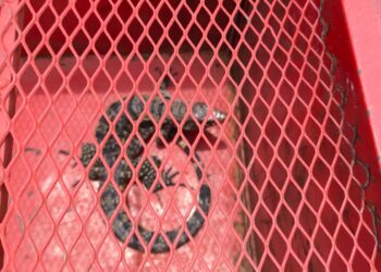 Bombeiros resgatam teiú que estava em residência