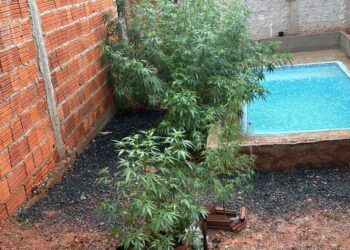 Força Tática prende homem por tráfico de drogas e apreende 17 pés de maconha