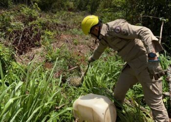 Bombeiros resgatam porco-espinho de árvore em frente à residência