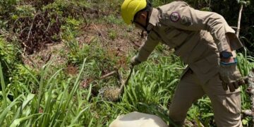 Bombeiros resgatam porco-espinho de árvore em frente à residência