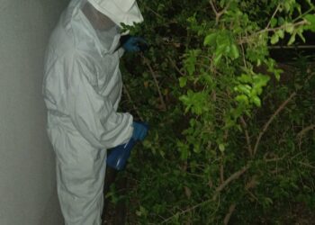 Corpo de Bombeiros remove enxame de abelhas de residência