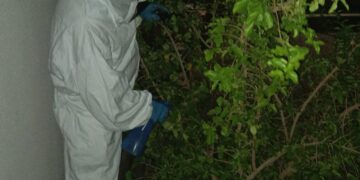 Corpo de Bombeiros remove enxame de abelhas de residência