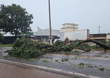 Corpo de Bombeiros realiza corte de árvore que estava interditando BR-070