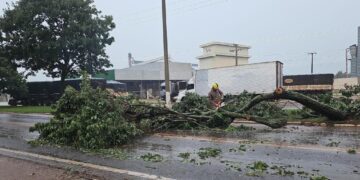 Corpo de Bombeiros realiza corte de árvore que estava interditando BR-070