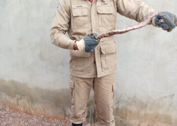 Corpo de Bombeiros realiza captura de animais silvestres em zona urbana de Lucas do Rio Verde e Guarantã do Norte