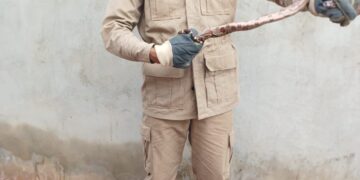 Corpo de Bombeiros realiza captura de animais silvestres em zona urbana de Lucas do Rio Verde e Guarantã do Norte