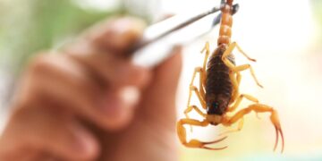 SES alerta sobre aumento de animais peçonhentos durante o período de chuvas; veja o que fazer