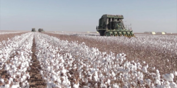 Imea projeta boa safra de algodão e MT deve manter liderança