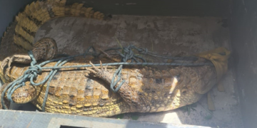 Jacaré de 2 metros é resgatado dentro do campus do Ifap em Macapá; é o 2º animal em 17 dias