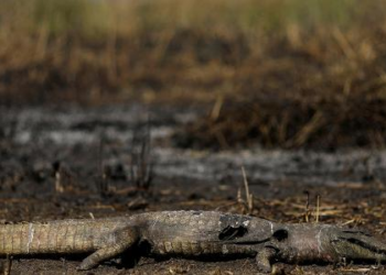 Área queimada cresce 90% este ano no país e equivale a um território do RS