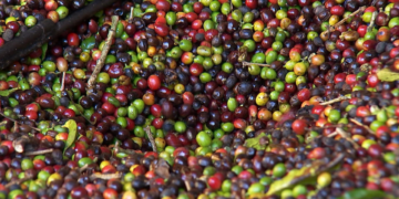 Saca do café é vendida por R$ 283,33, em média, no estado de Rondônia