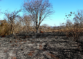 Parque do Pau Furado ainda tem reflexos do incêndio que devastou parte da reserva em Uberlândia