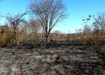 Parque do Pau Furado ainda tem reflexos do incêndio que devastou parte da reserva em Uberlândia