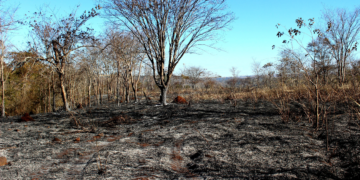 Parque do Pau Furado ainda tem reflexos do incêndio que devastou parte da reserva em Uberlândia