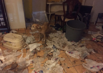 Animais são resgatados em situação de maus-tratos e desnutrição em Fortaleza