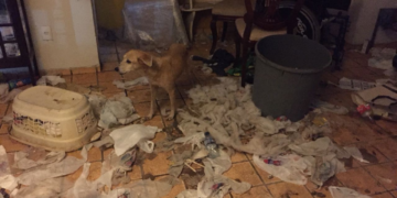 Animais são resgatados em situação de maus-tratos e desnutrição em Fortaleza